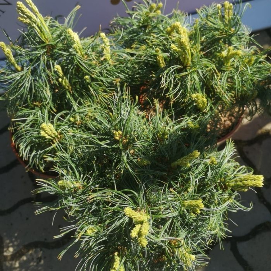 Pinus strobus Tiny Kurls - Csavart tűjű simafenyő