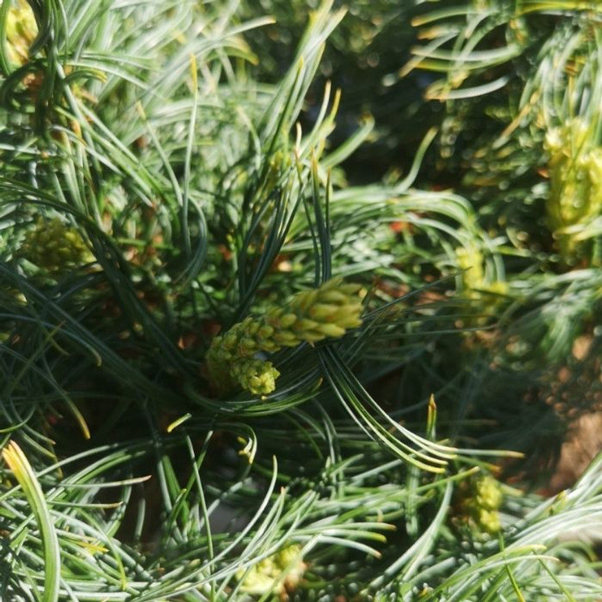 Pinus strobus Tiny Kurls - Csavart tűjű simafenyő
