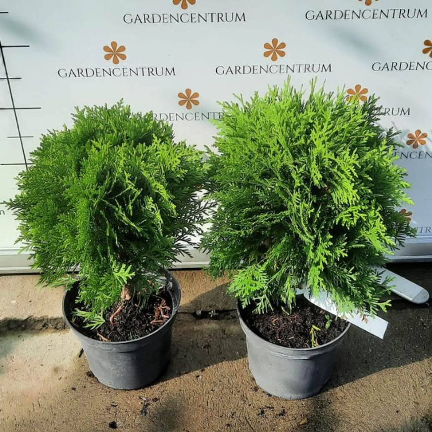 Thuja occidentalis Danica K2 - Törpe gömbtuja
