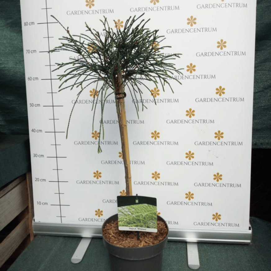 Thuja plicata Whipcord MT50 - Törzses fonalas tuja