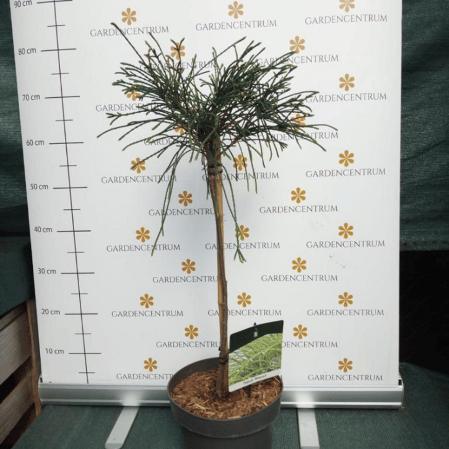 Thuja plicata Whipcord MT50 - Törzses fonalas tuja Thuja plicata Whipcord MT50 - Törzses fonalas tuja