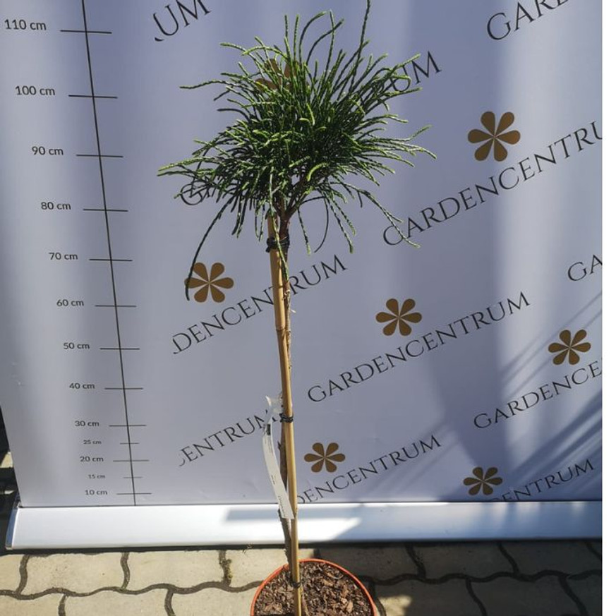 Thuja plicata Whipcord MT70 - Magastörzsű fonalas tuja