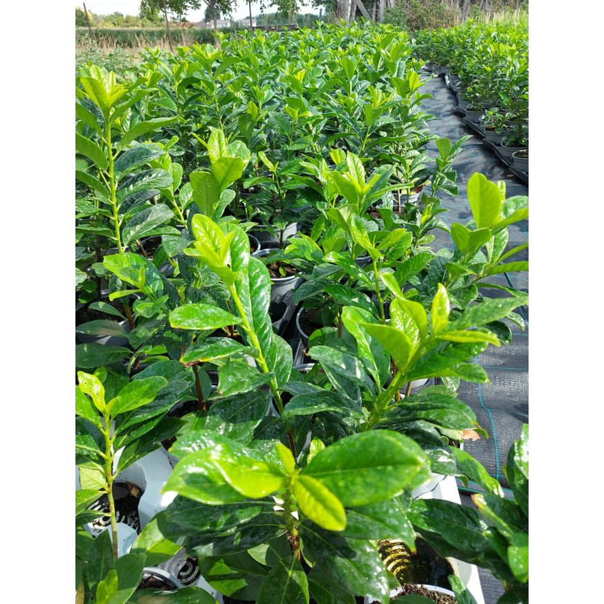 Prunus laurocerasus Novita K2 - Babérmeggy