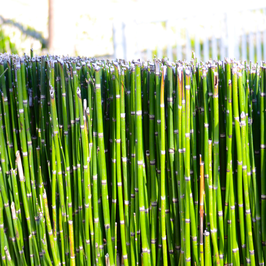 Equisetum P9 - Japán zsurló
