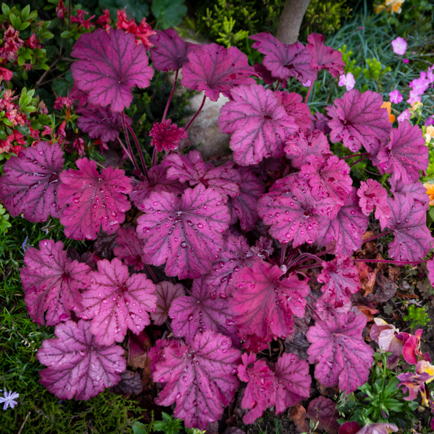 Heuchera micrantha - Vörös levelű tűzeső