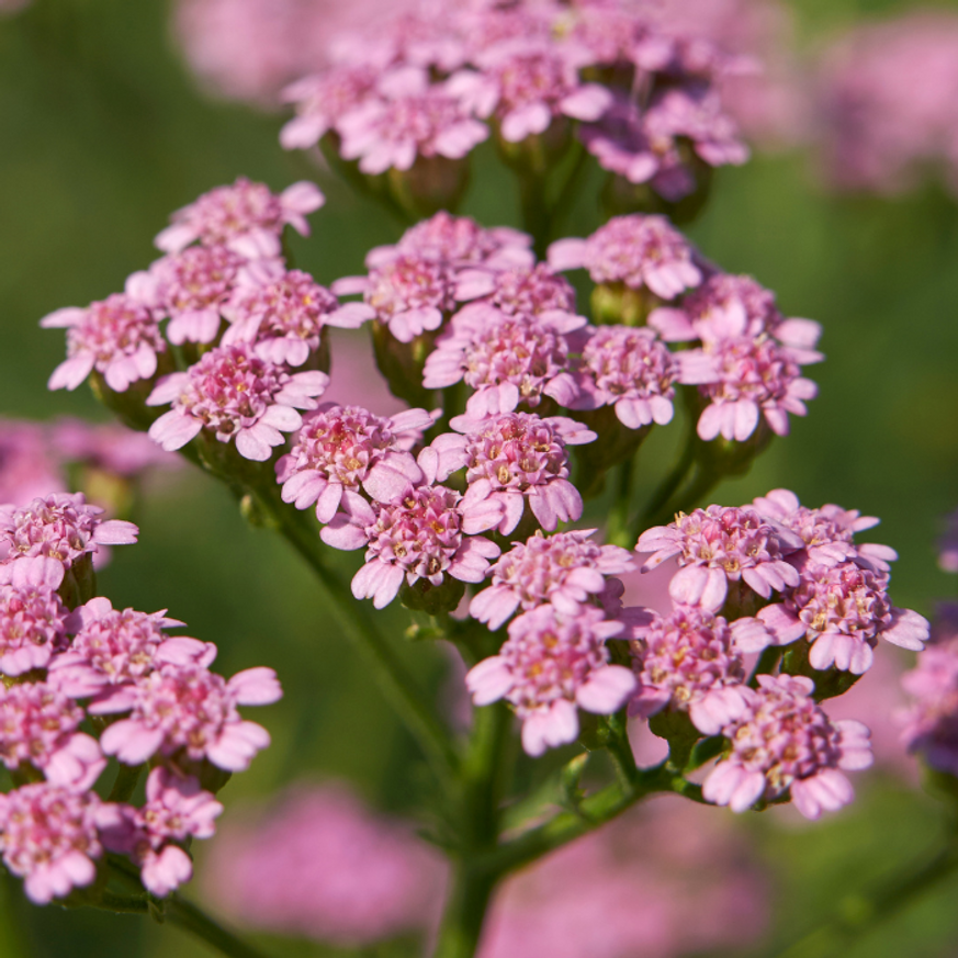 Achillea millefolium - Rózsaszín cickafark