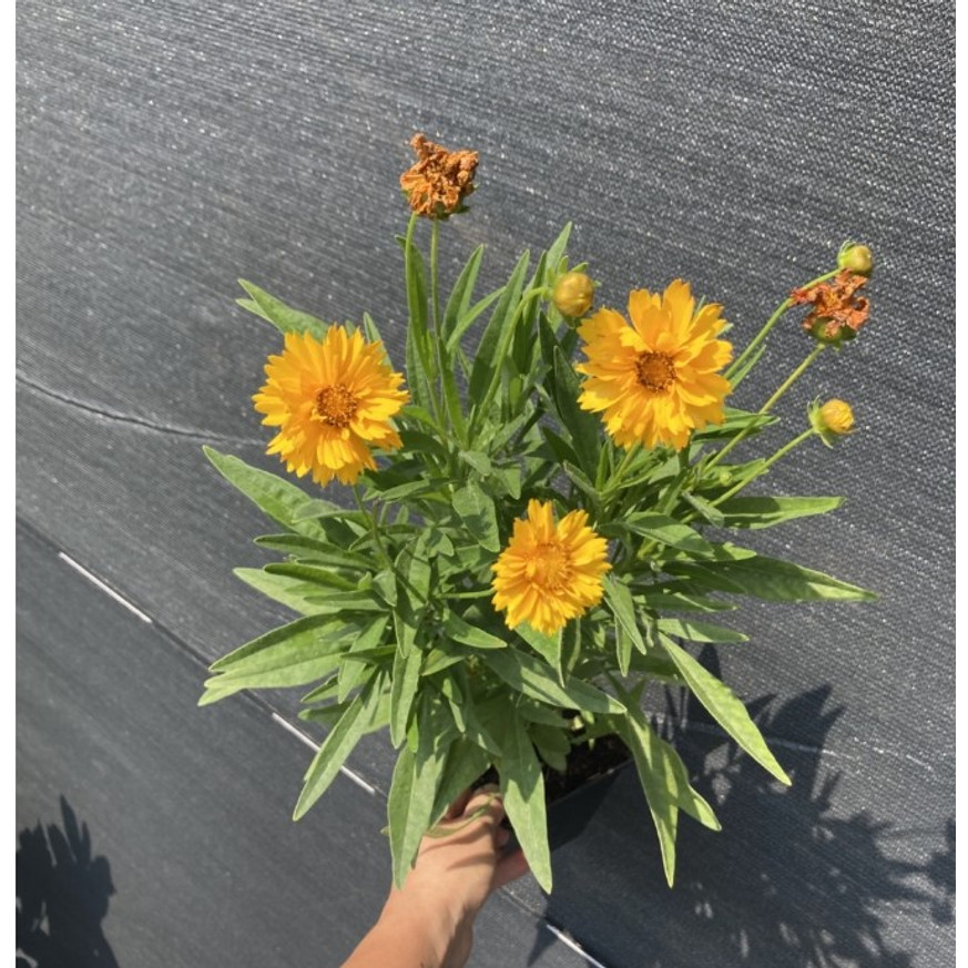 Coreopsis grandiflora - Nagyfészkű menyecskeszem Coreopsis grandiflora - Nagyfészkű menyecskeszem