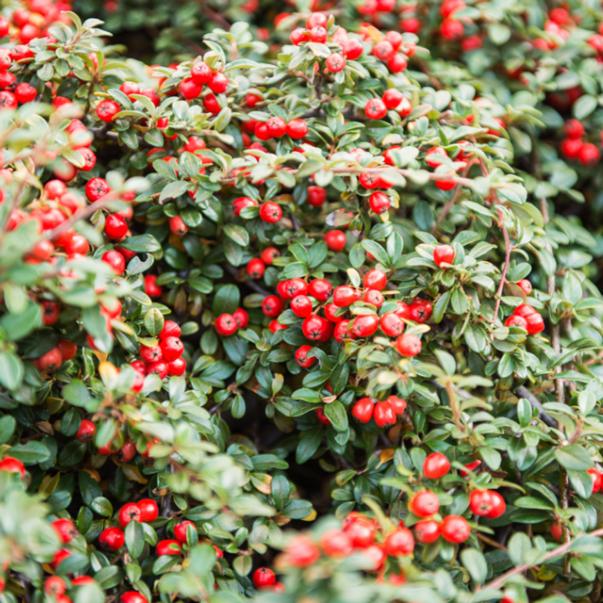 Cotoneaster dammeri P9 - Szőnyegmadárbirs