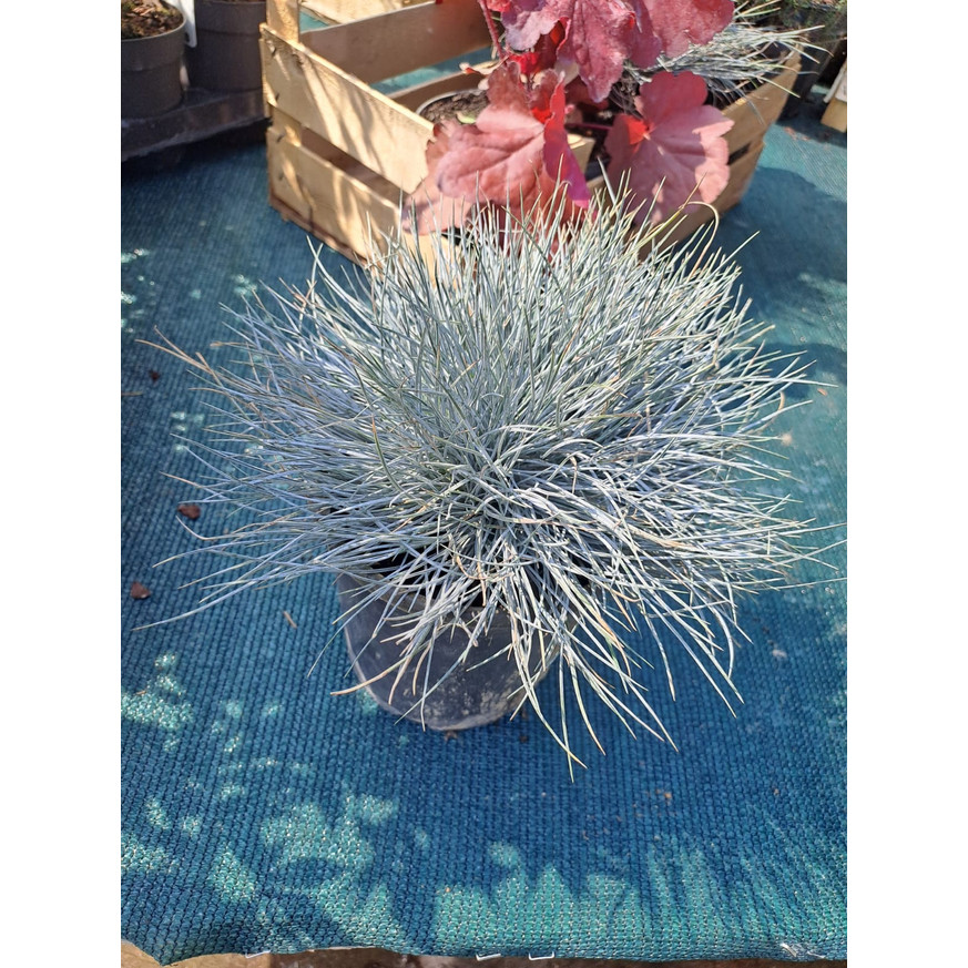 Festuca glauca CS14 - Ezüst deres csenkesz