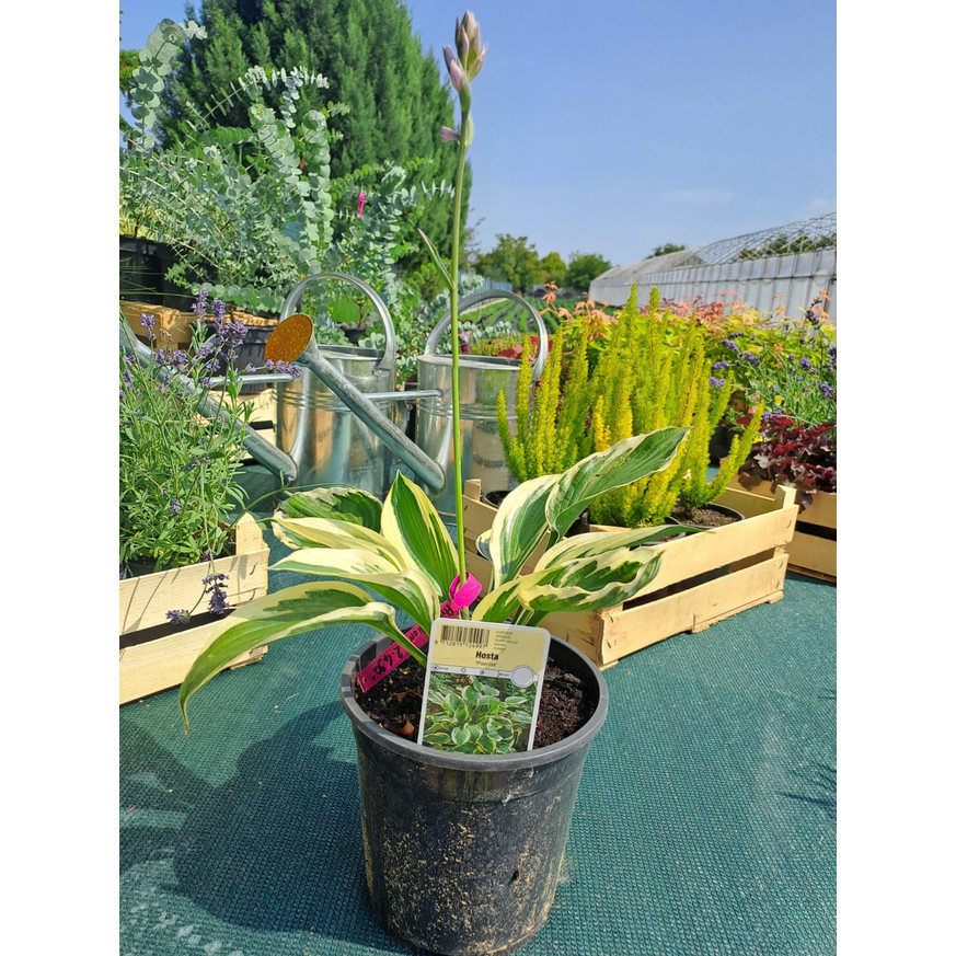 Hosta Patriot - Árnyékliliom Hosta Patriot - Árnyékliliom
