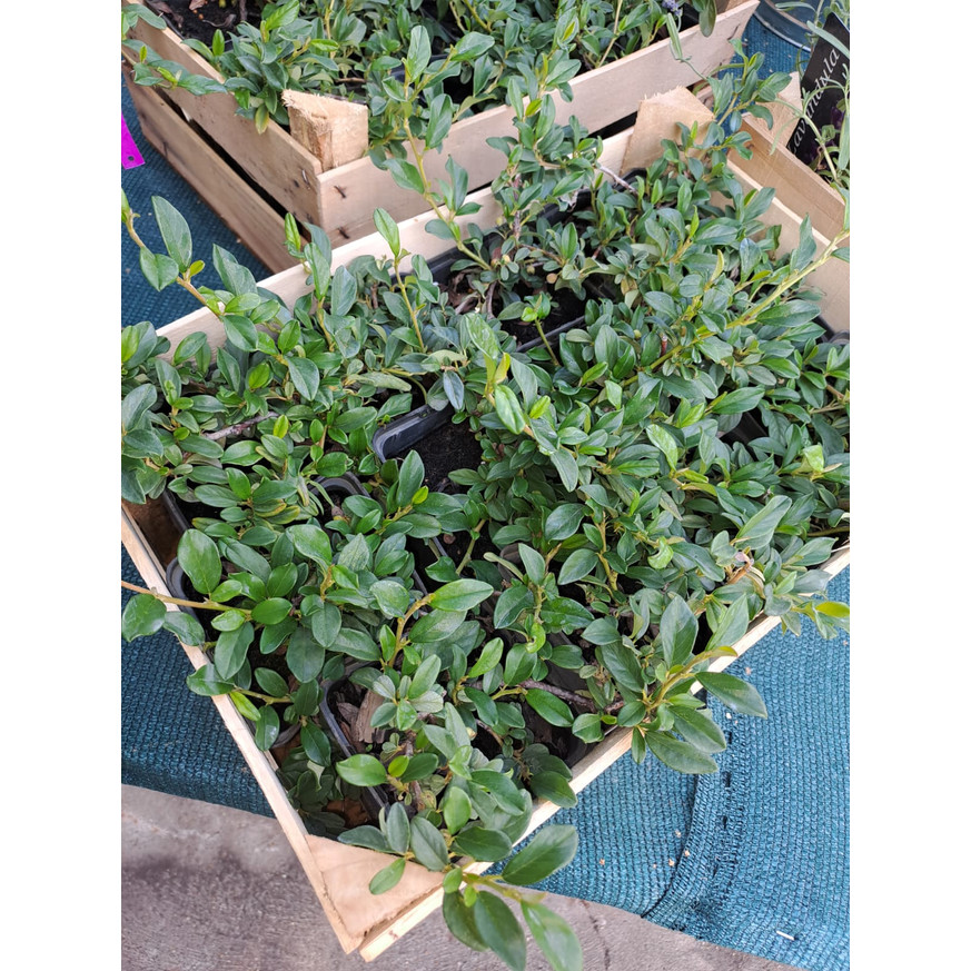 Cotoneaster dammeri P9 - Szőnyegmadárbirs Cotoneaster dammeri P9 - Szőnyegmadárbirs
