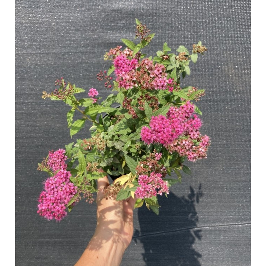 Spiraea japonica Anthony Waterer K2 - Pompás gyöngyvessző Spiraea japonica Anthony Waterer K2 - Pompás gyöngyvessző