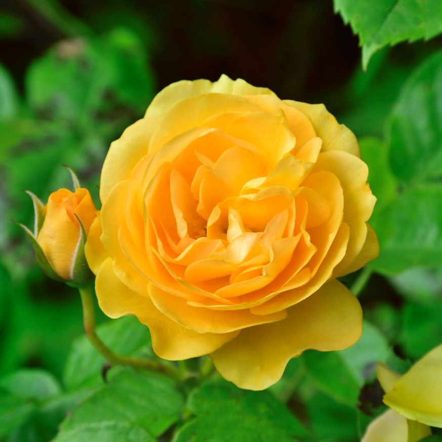 Rosa sp - Sárga talajtakaró rózsa