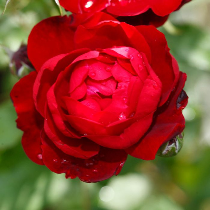 Rosa sp - Piros talajtakaró rózsa Rosa sp - Piros talajtakaró rózsa