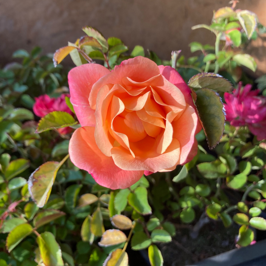 Rosa Cubana CS15 - Talajtakaró rózsa