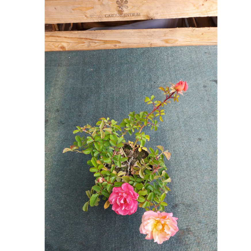 Rosa Cubana CS15 - Talajtakaró rózsa