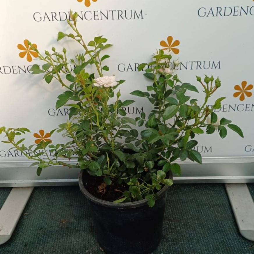 Rosa The Fairy - Rózsaszín talajtakaró rózsa