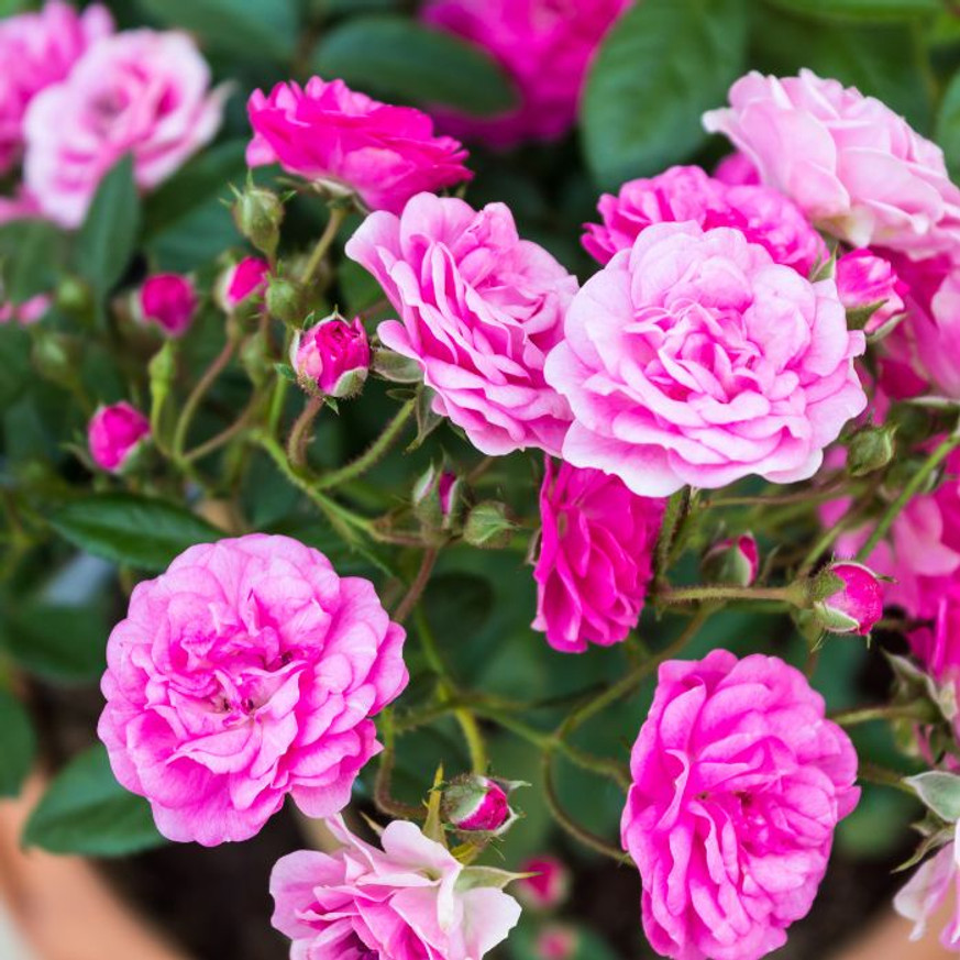 Rosa Red The Fairy K2 - Sötétrózsaszín talajtakaró rózsa