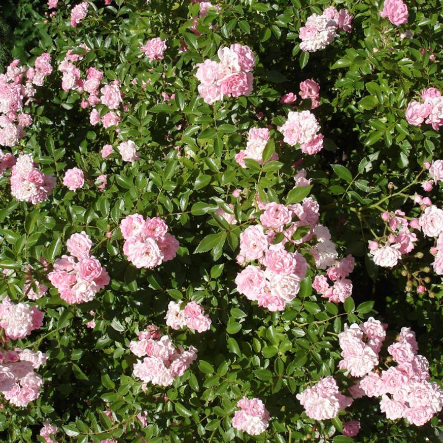 Rosa The Fairy - Rózsaszín talajtakaró rózsa