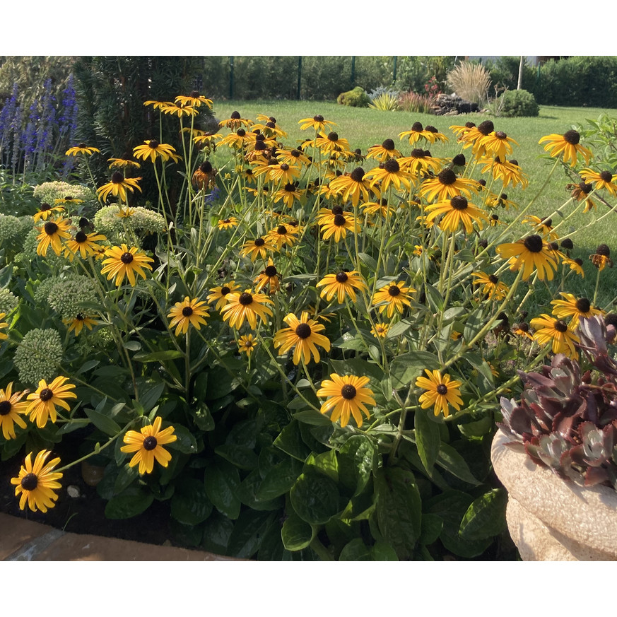 Rudbeckia fulgida - Pompás kúpvirág