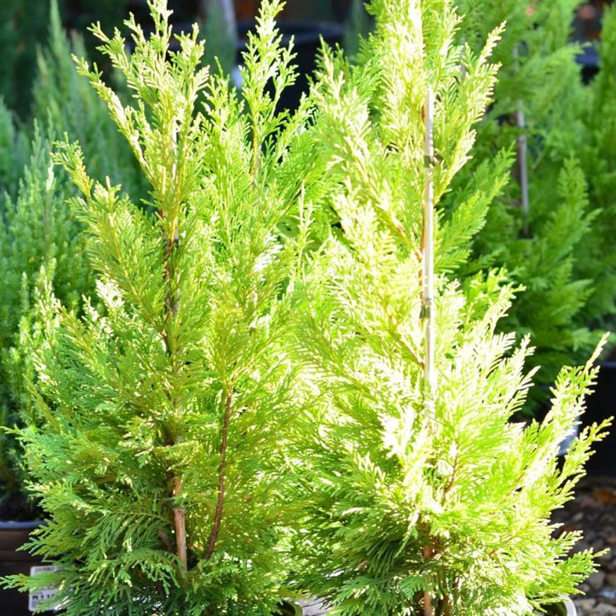 Cupressocyparis x leylandii Gold Rider - Sárga leylandi ciprus Cupressocyparis x leylandii Gold Rider - Sárga leylandi ciprus