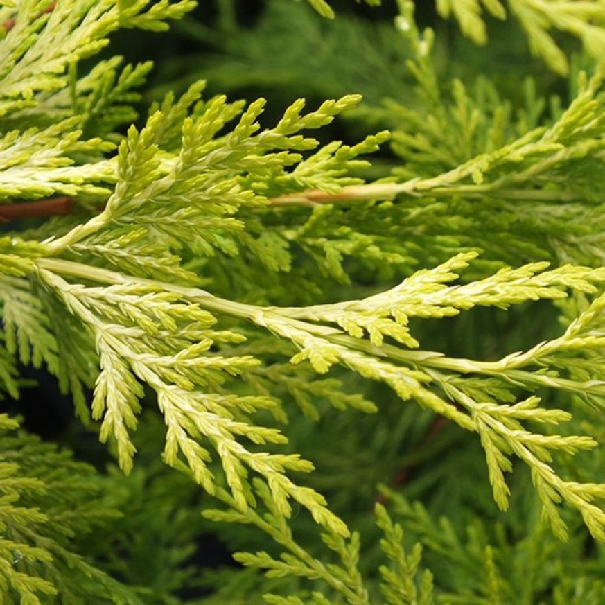 Cupressocyparis x leylandii Gold Rider - Sárga leylandi ciprus