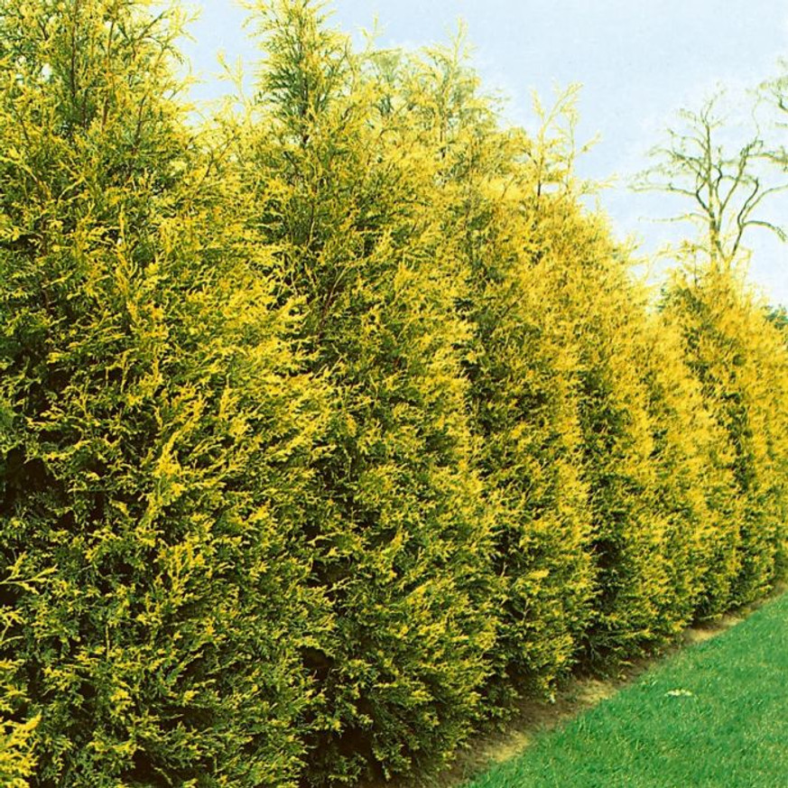 Cupressocyparis x leylandii Gold Rider - Sárga leylandi ciprus Cupressocyparis x leylandii Gold Rider - Sárga leylandi ciprus