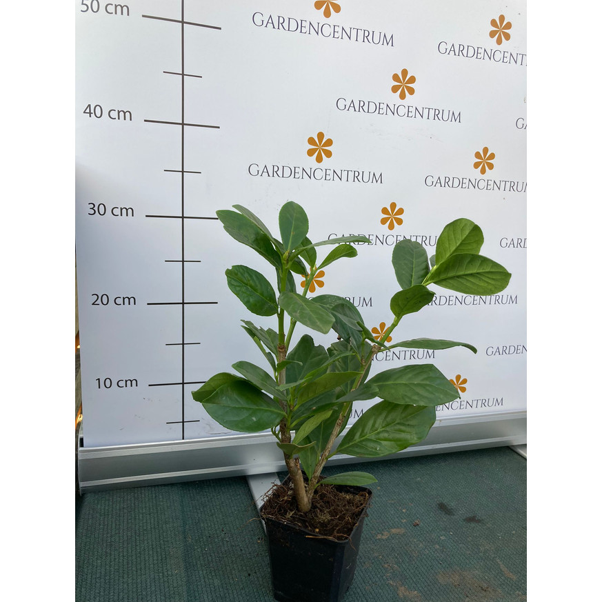 Prunus laurocerasus Novita CS9 - Babérmeggy kis méretű Prunus laurocerasus Novita CS9 - Babérmeggy kis méretű