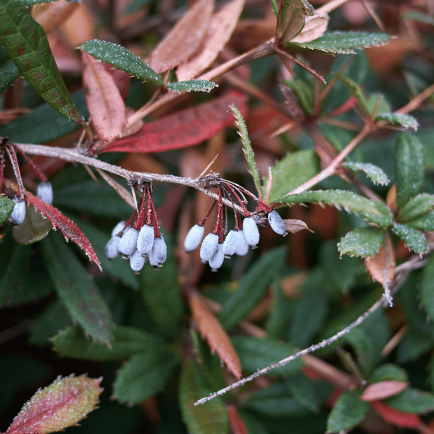 Berberis julianae K2 - Júlia borbolya Berberis julianae K2 - Júlia borbolya