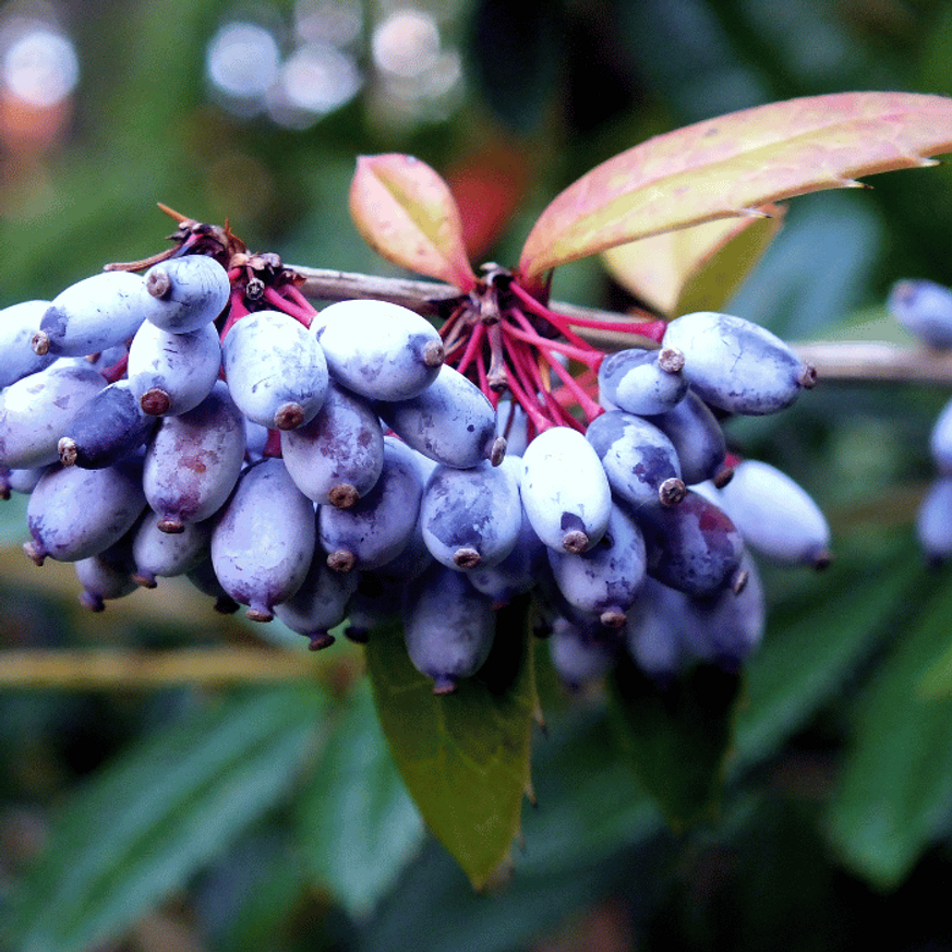 Berberis julianae K2 - Júlia borbolya
