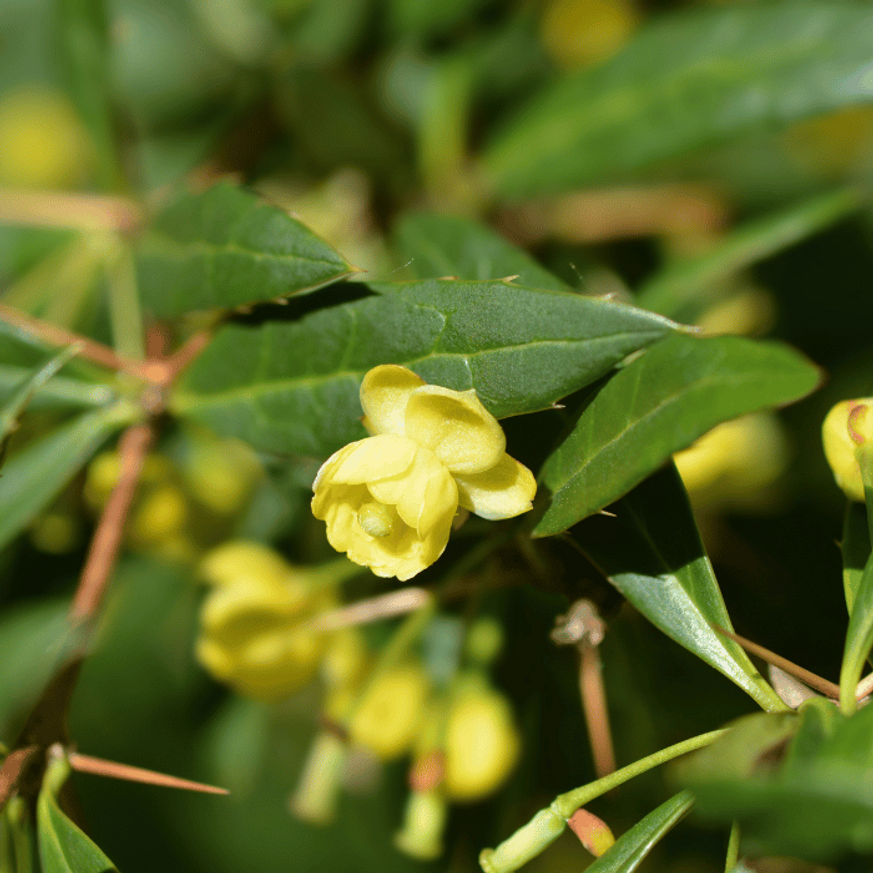 Berberis julianae K2 - Júlia borbolya Berberis julianae K2 - Júlia borbolya