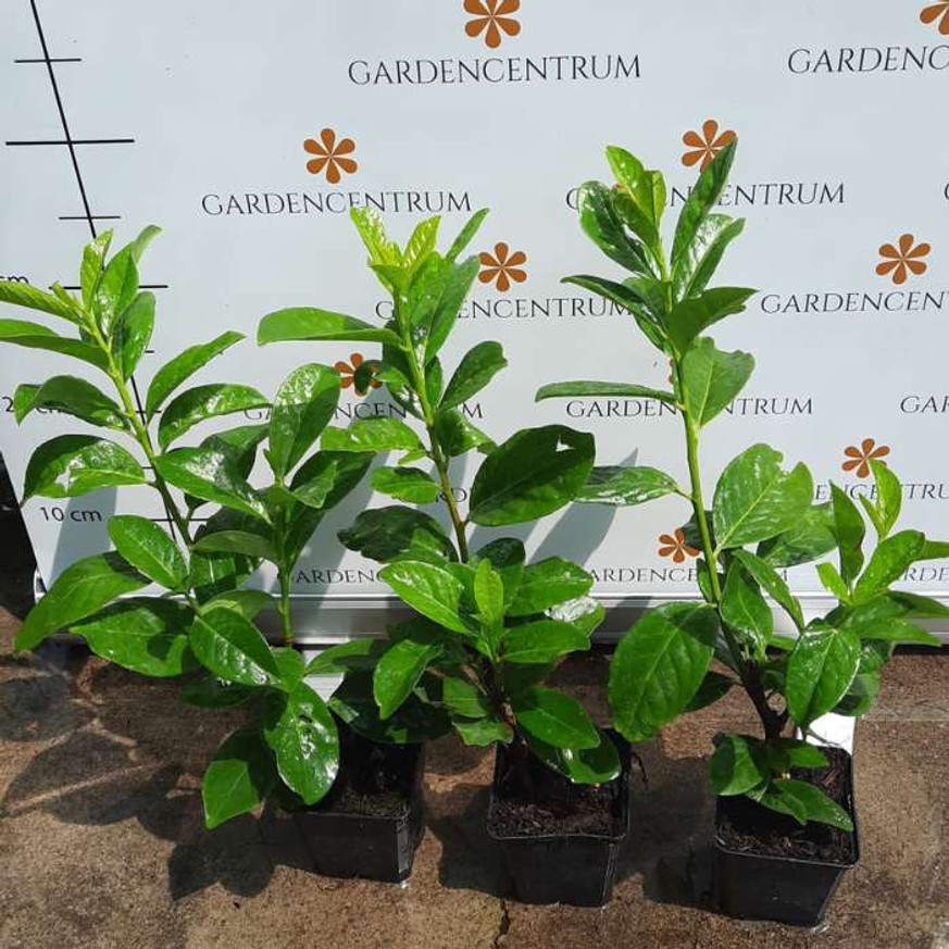 Prunus laurocerasus Novita CS9 - Babérmeggy kis méretű Prunus laurocerasus Novita CS9 - Babérmeggy kis méretű