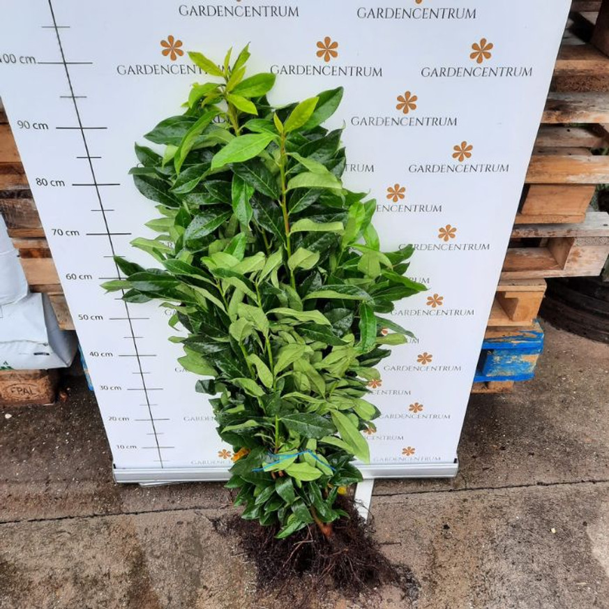 Prunus laurocerasus Genolia - Szabadgyökerű oszlopos babérmeggy