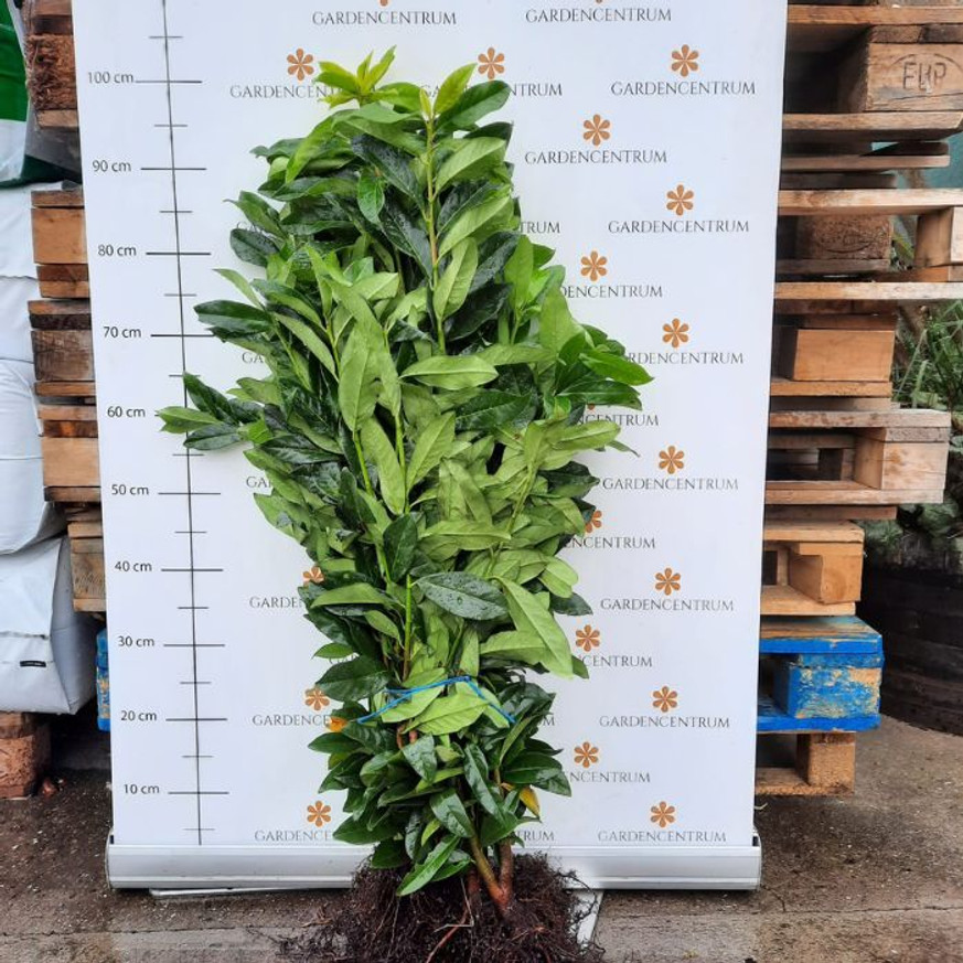 Prunus laurocerasus Genolia - Szabadgyökerű oszlopos babérmeggy