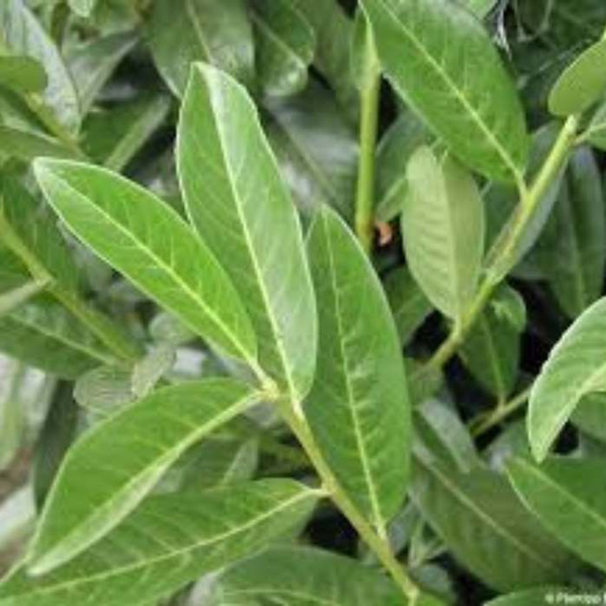 Prunus laurocerasus Genolia - Szabadgyökerű oszlopos babérmeggy