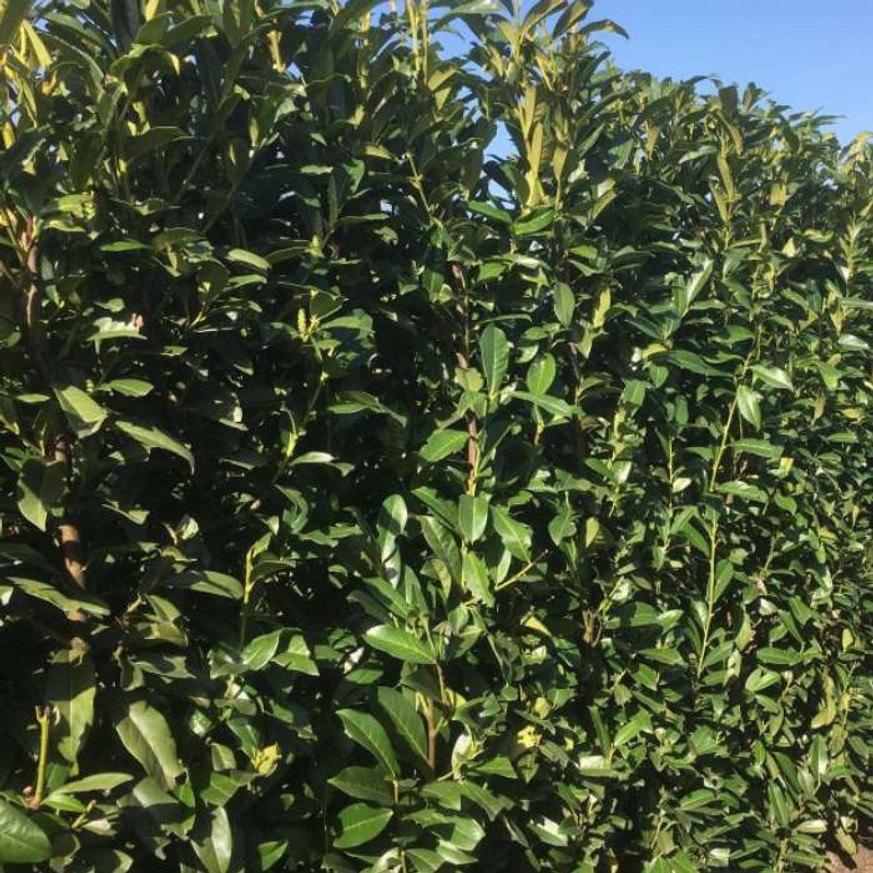 Prunus laurocerasus Genolia - Szabadgyökerű oszlopos babérmeggy
