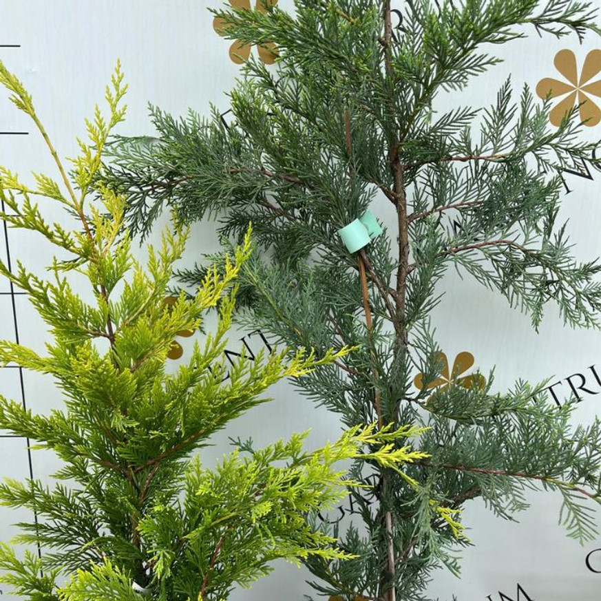 Cupressocyparis x leylandii Gold Rider - Sárga leylandi ciprus Cupressocyparis x leylandii Gold Rider - Sárga leylandi ciprus