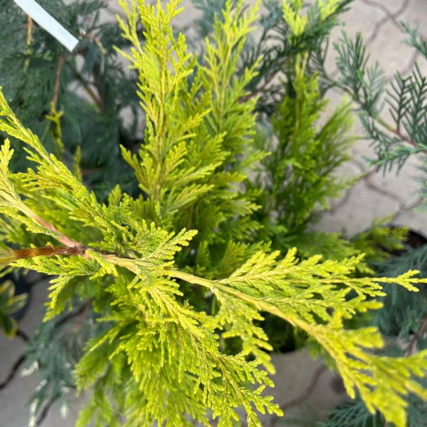Cupressocyparis x leylandii Gold Rider - Sárga leylandi ciprus Cupressocyparis x leylandii Gold Rider - Sárga leylandi ciprus