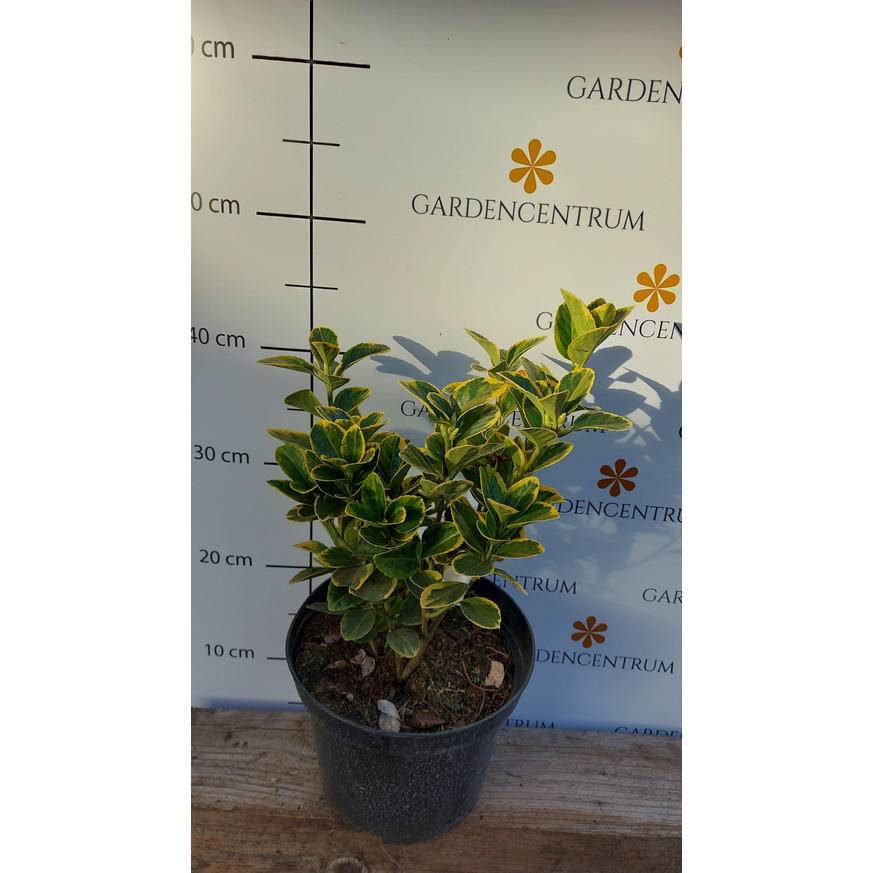 Euonymus japonicus Aureomarginatus - Japán kecskerágó