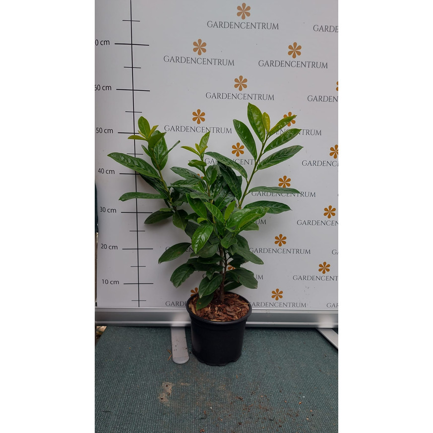 Prunus laurocerasus Novita K2 - Babérmeggy