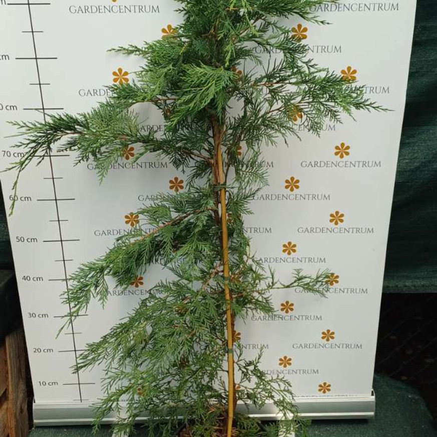 Cupressocyparis x leylandii K3 - Leylandi ciprus