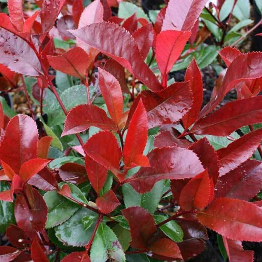 Photinia x fraserii Little Red Robin - Törpe korallberkenye