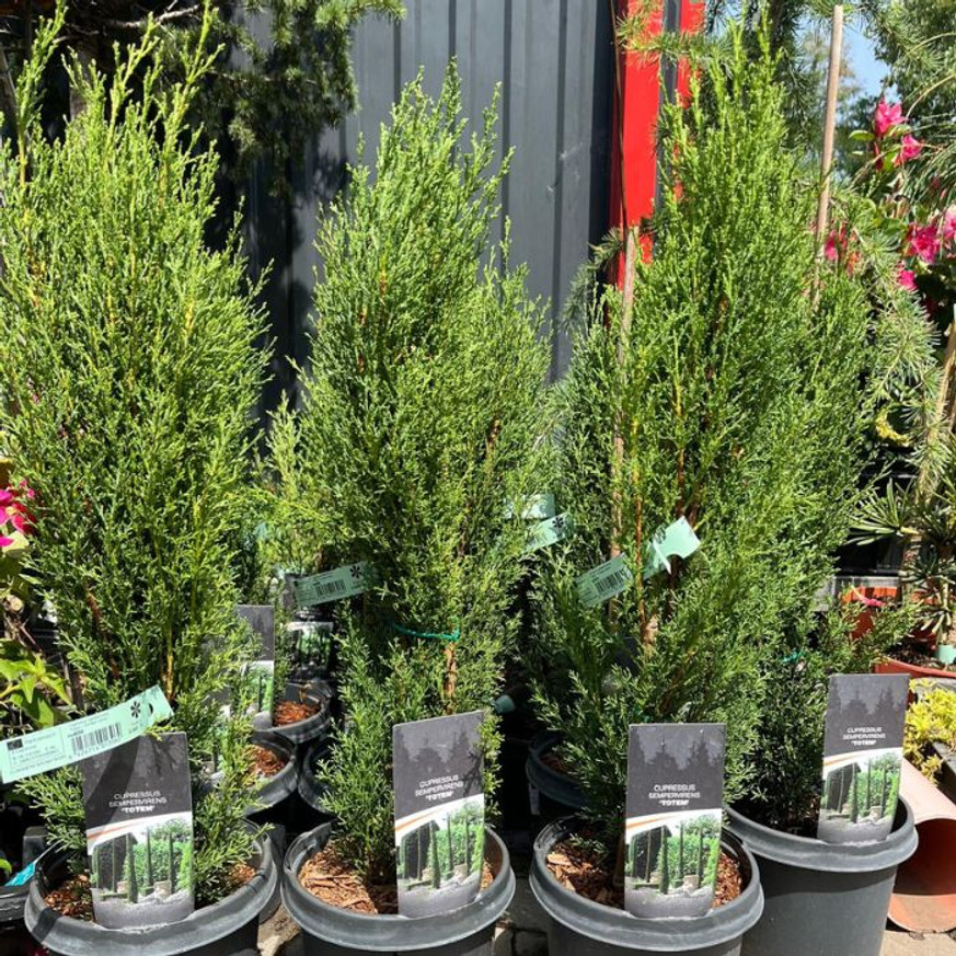 Cupressus sempervirens Totem - Európai ciprus