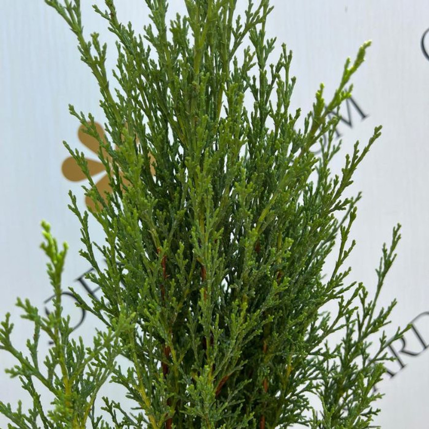Cupressus sempervirens Totem - Európai ciprus