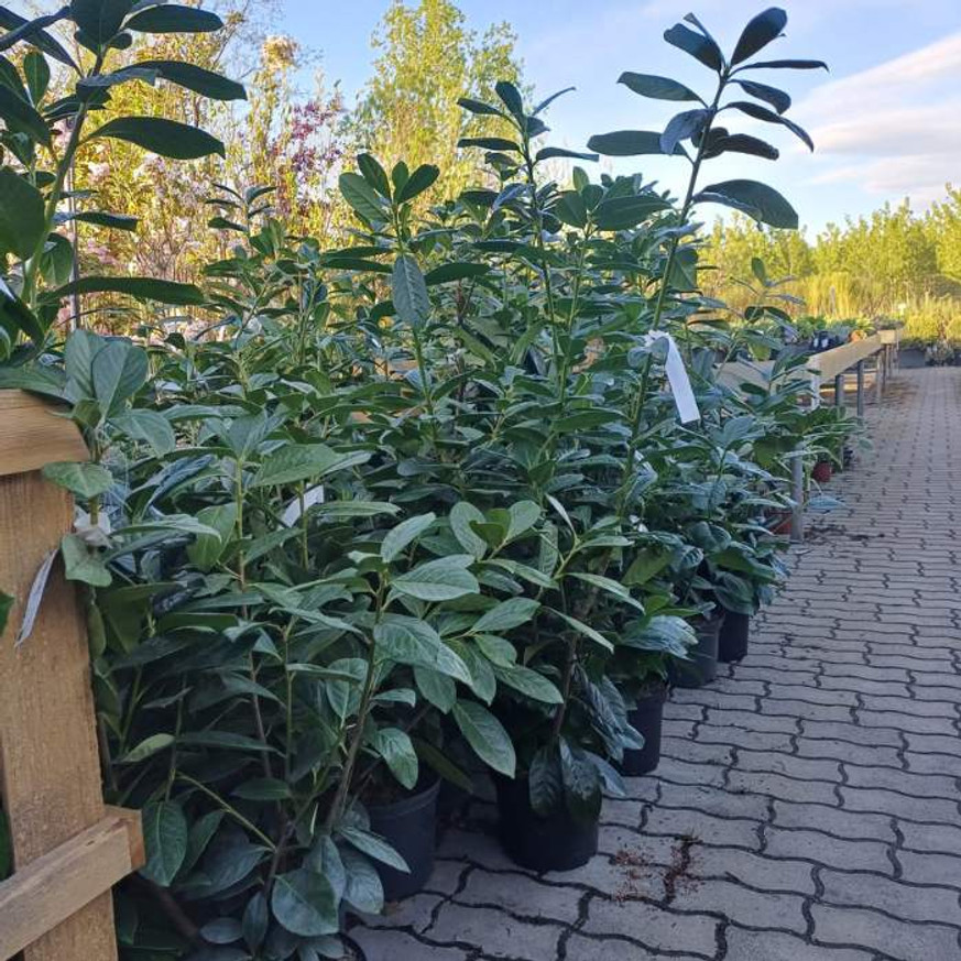 Prunus laurocerasus Novita K3 - Babérmeggy Prunus laurocerasus Novita K3 - Babérmeggy