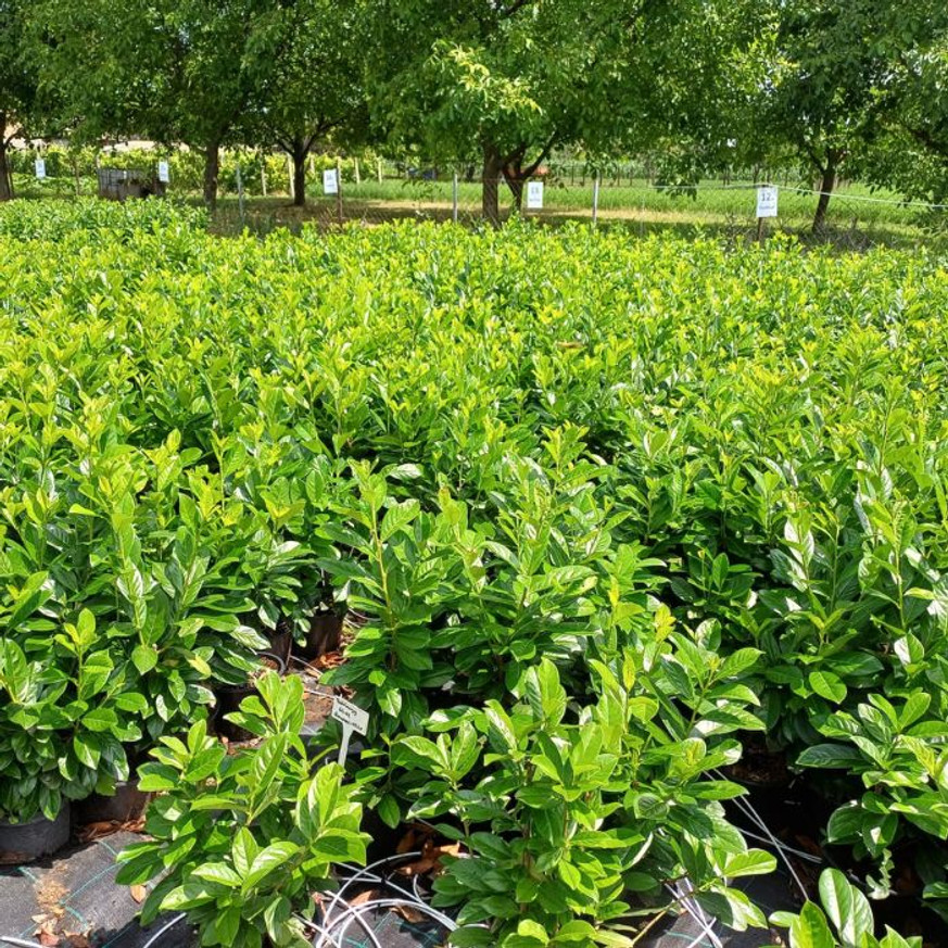 Prunus laurocerasus Novita K3 - Babérmeggy Prunus laurocerasus Novita K3 - Babérmeggy