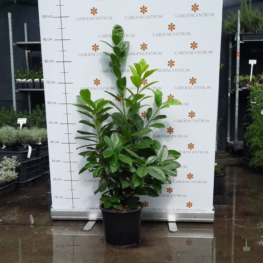 Prunus laurocerasus Novita K3 - Babérmeggy Prunus laurocerasus Novita K3 - Babérmeggy