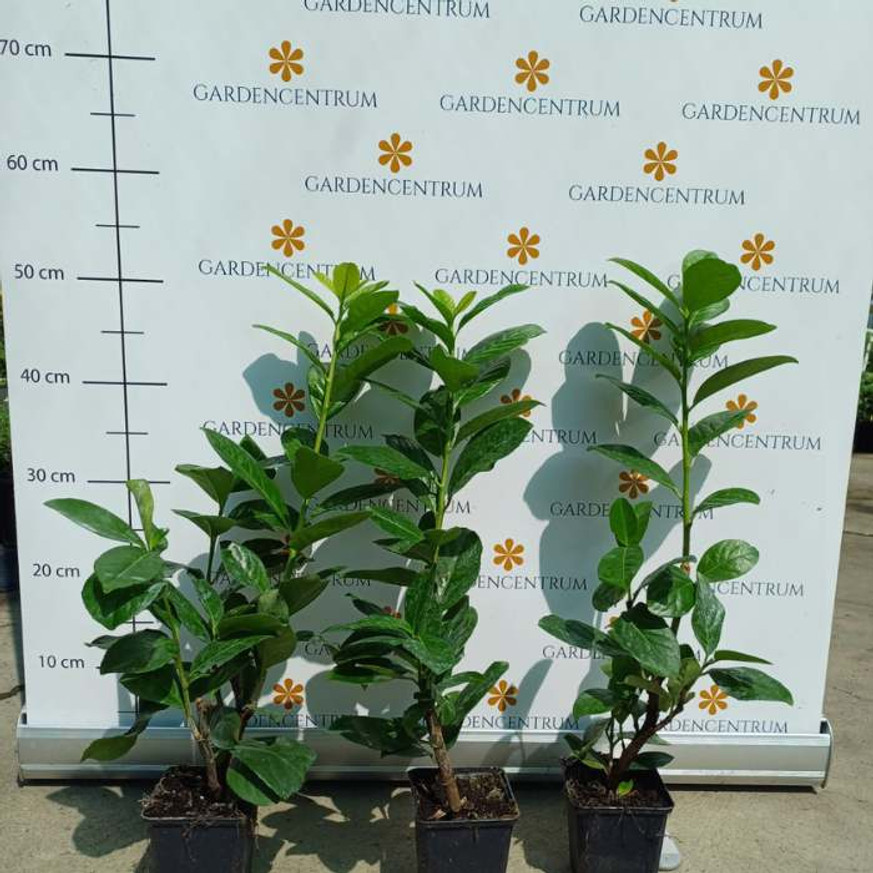 Prunus laurocerasus Novita CS9 - Babérmeggy kis méretű Prunus laurocerasus Novita CS9 - Babérmeggy kis méretű