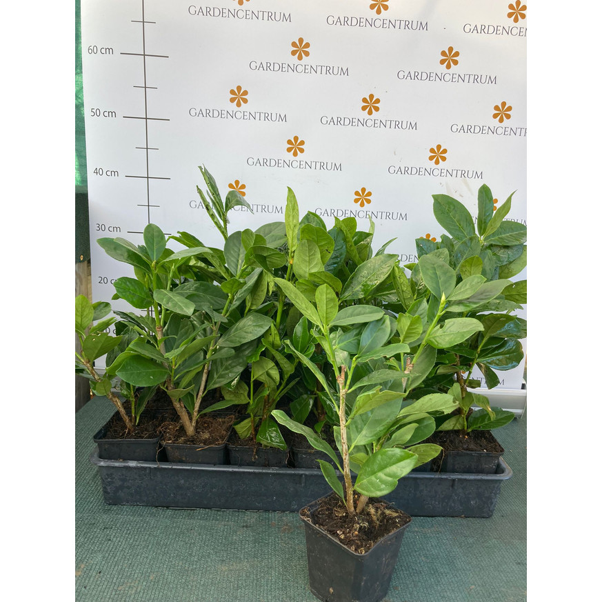 Prunus laurocerasus Novita CS9 - Babérmeggy kis méretű Prunus laurocerasus Novita CS9 - Babérmeggy kis méretű