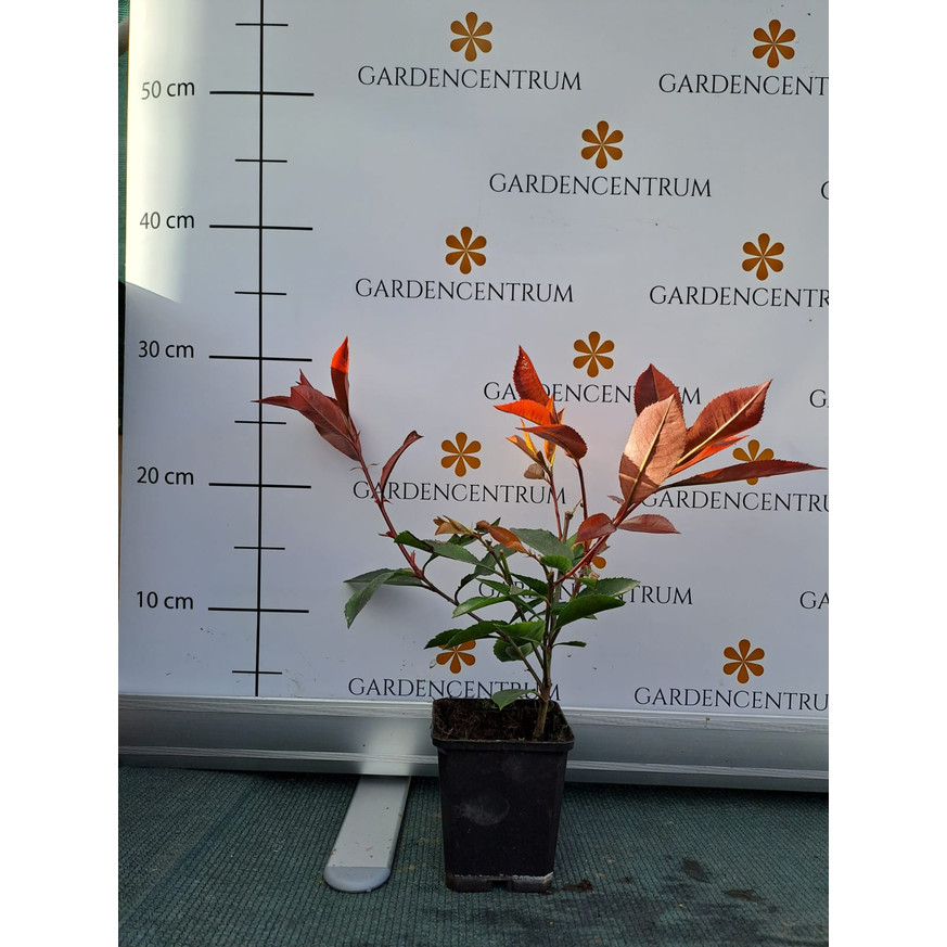 Photinia x fraserii Red Robin CS9 - Korallberkenye konténeres